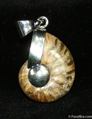 Whole Polished Ammonite Pendant #1210